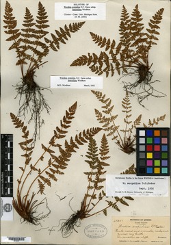 Woodsia scopulina subsp. laurentiana image