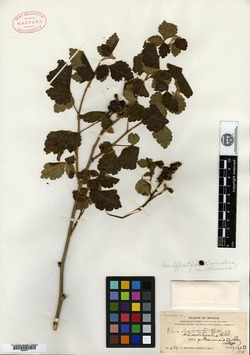 Schmaltzia schmidellioides var. potosinensis image