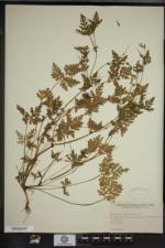 Geranium robertianum image