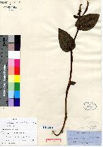 Image of Pogonia macrophylla