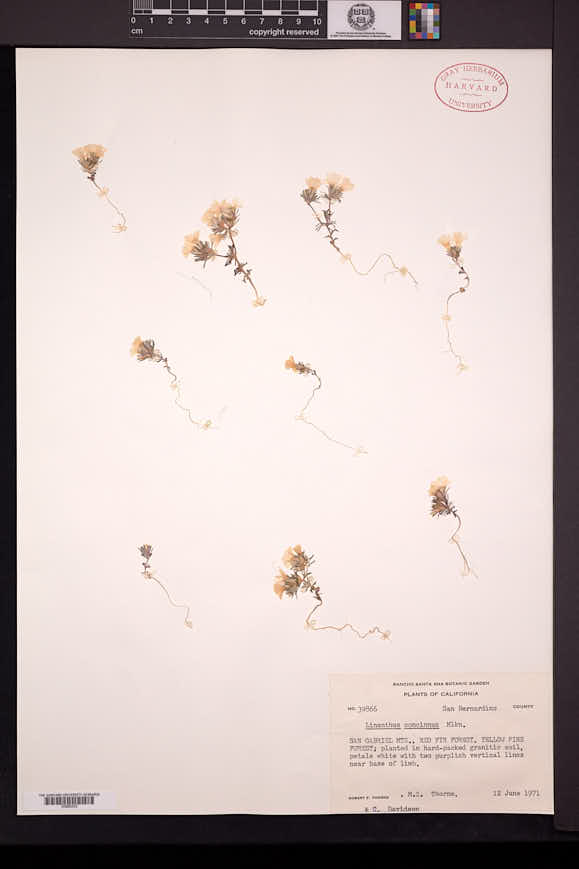 Linanthus concinnus image
