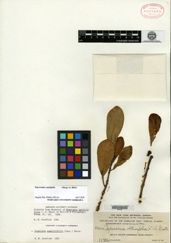 Peperomia spathulifolia image