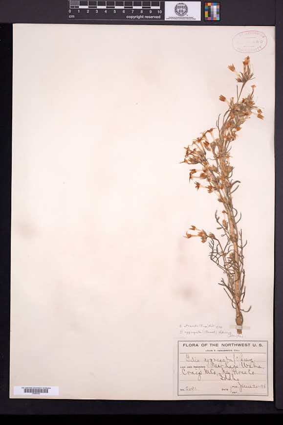 Ipomopsis aggregata subsp. attenuata image