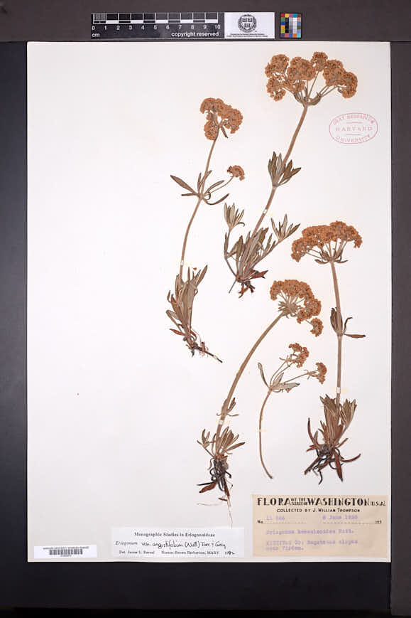 Eriogonum heracleoides var. angustifolium image