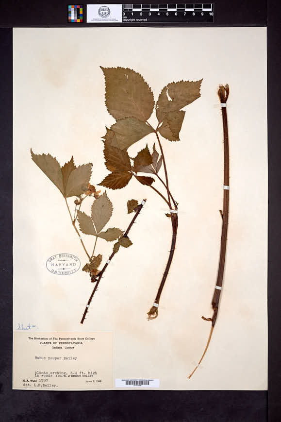 Rubus pauper image