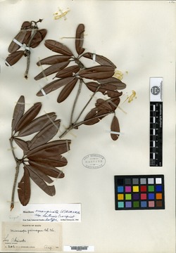 Manilkara jaimiqui subsp. haitensis image