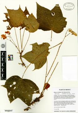 Begonia almedana image
