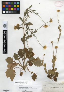Image of Erigeron dryophyllus