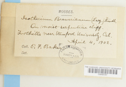 Pseudisothecium cristatum image