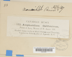 Amphidium californicum image