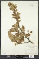 Prunus domestica var. insititia image