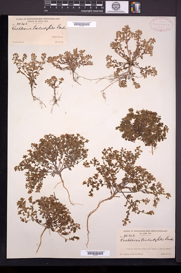 Cochlearia tridactylites image
