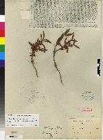 Image of Maxillaria microphyton