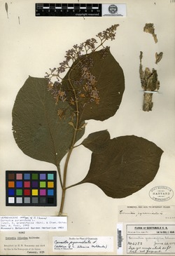 Image of Cornutia pyramidata