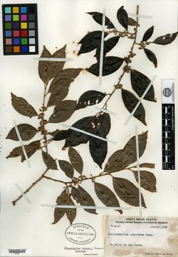 Image of Chrysophyllum brenesii