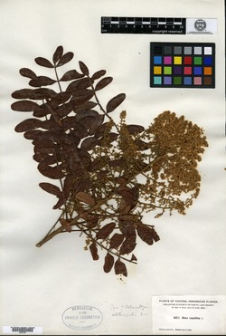 Rhus copallinum var. obtusifolia image