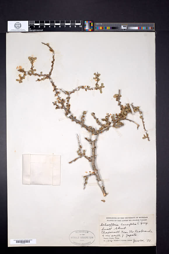 Schaefferia cuneifolia image