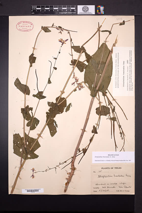 Streptanthus bracteatus image