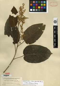 Croton billbergianus image