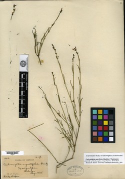 Image of Carlowrightia parviflora