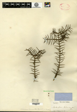 Image of Catesbaea holacantha