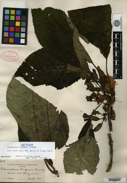Solenophora purpusii image
