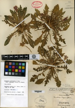 Oenothera bufonis image