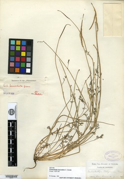 Image of Eschscholzia leucosticta