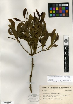 Image of Phoradendron pedicellatum