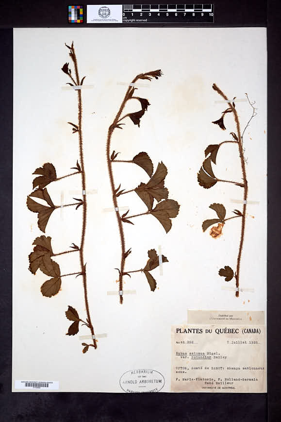 Rubus rotundior image