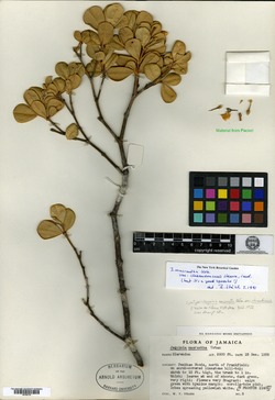 Jacquinia clarendonensis image