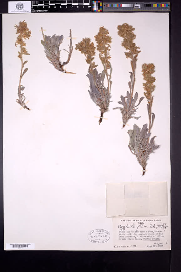 Cryptantha flavoculata image