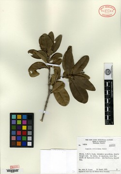 Guapira reticulata image
