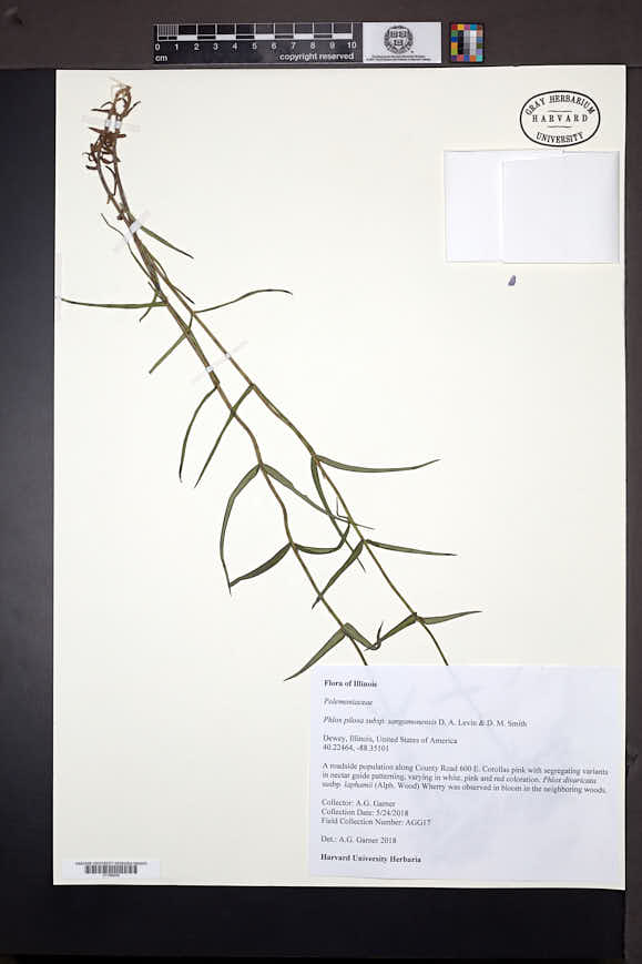 Phlox pilosa subsp. sangamonensis image