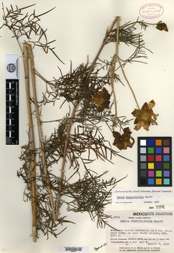 Image of Dahlia foeniculifolia