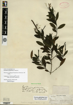 Image of Exostema salicifolium