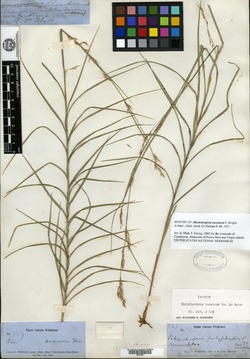 Rhynchospora racemosa image