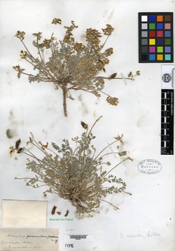 Image of Astragalus amatus