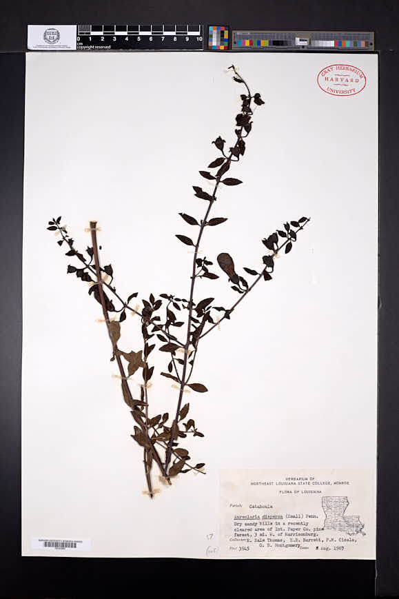 Image of Aureolaria dispersa