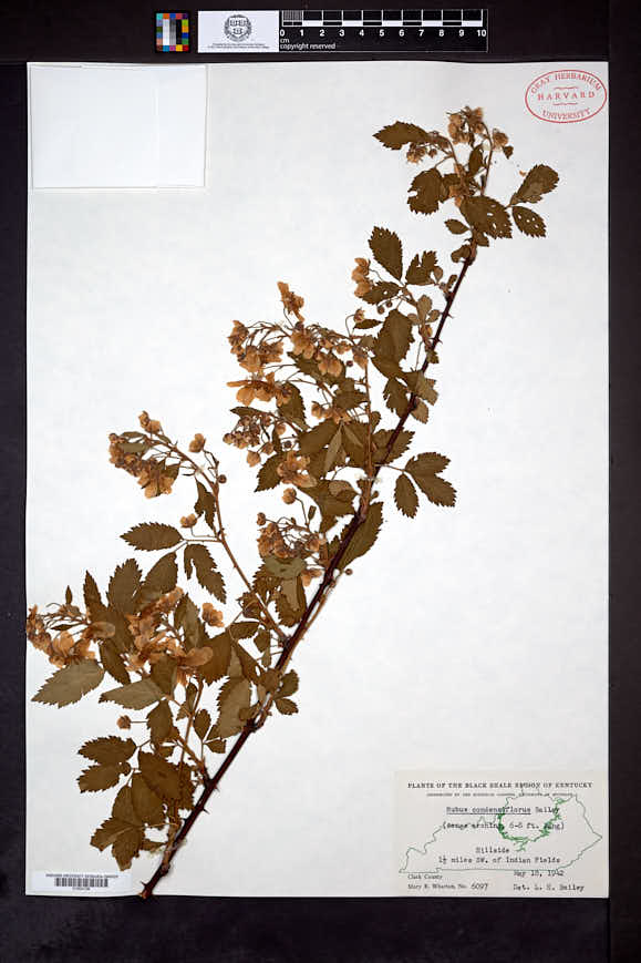 Rubus condensiflorus image