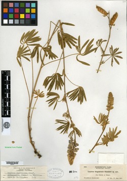 Image of Lupinus bingenensis