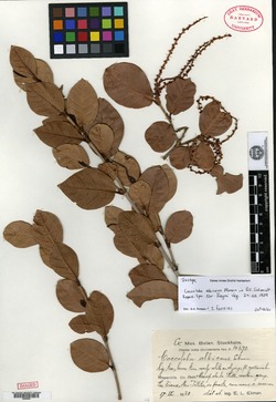 Image of Coccoloba albicans