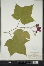 Rubus odoratus image