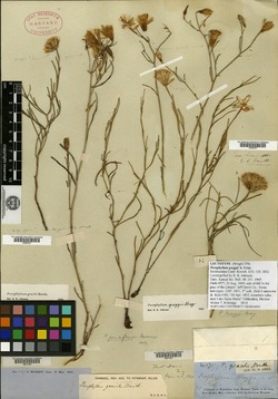 Porophyllum greggii image