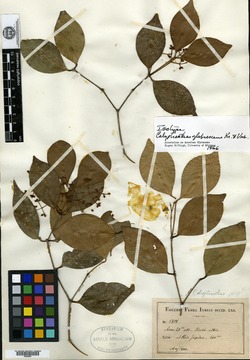 Image of Calyptranthes glabrescens