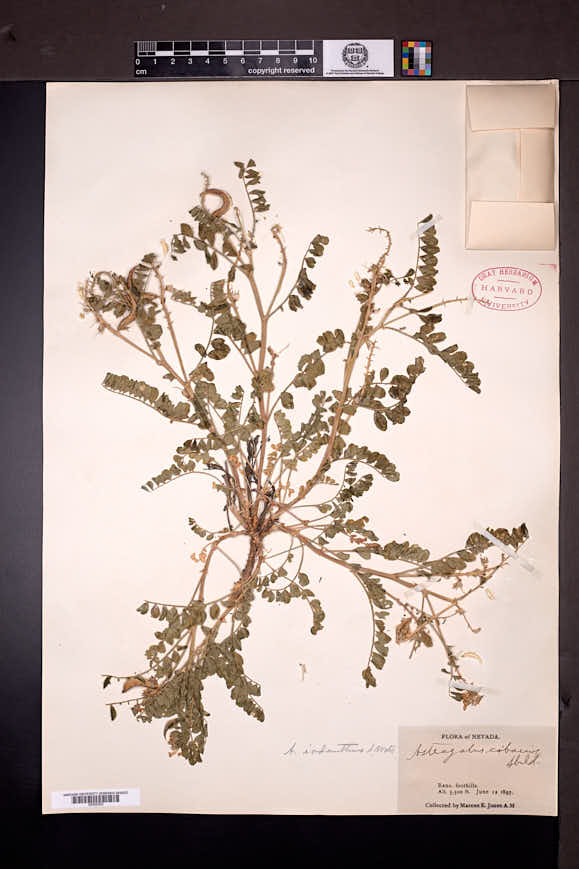 Astragalus iodanthus image