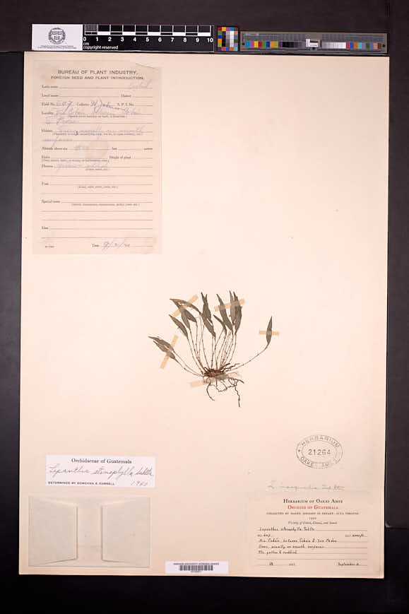 Lepanthes stenophylla image