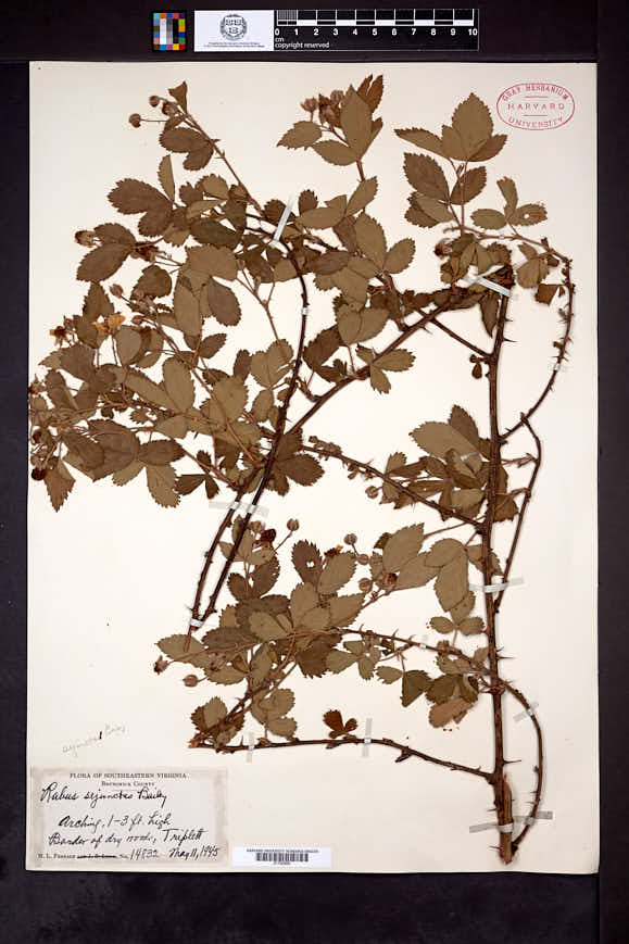 Rubus sejunctus image