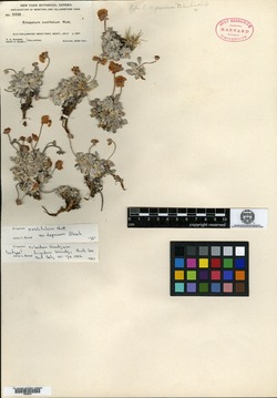 Eriogonum umbellatum var. covillei image