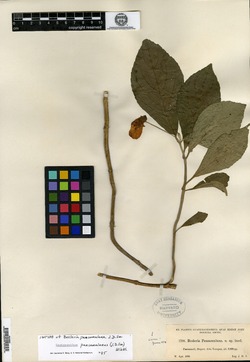 Gasteranthus pansamalanus image